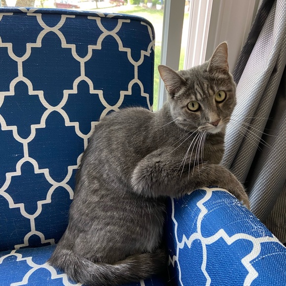 Meet your Posher, Lepetit - Picture 4 of 14